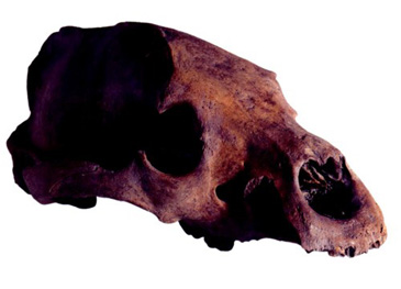 This is the skull of an adult female brown bear. Her eyes once stared out at crowds of people on Londons Bankside who had come to watch her engage in sport with dogs.  The commercial pastime known as bearbaiting was a major attraction in England in the 1500s and 1600s. A bear would be chained to a stake and dogs set upon it (spectators would often bet upon the outcome).<br />
<br />
Probably the most famous bearwardspeople who kept the bearsare the playhouse builder Philip Henslowe and his son-in-law, the famous actor Edward Alleyn. Alleyn is a prime example of how commercial entertainment not only provided leisure for the public but promised social mobility for those involved (just like William Shakespeare). Alleyn paired his interest in both animal entertainment and acting with other typically middling characteristicsin particular, charity. By 1605, Alleyn had purchased the manor of Dulwich (just south of London), where he built his house as well as almshouses, a charitable school, and its chapel. The early modern entertainment industry, of which Alleyn was a key innovator, brought him up from jobbing actor to successful play entrepreneur and then eventually further beyond.